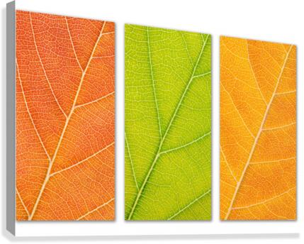 Autumn Leaves Canvas Print