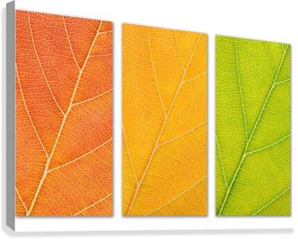 Autumn Leaves Canvas Print