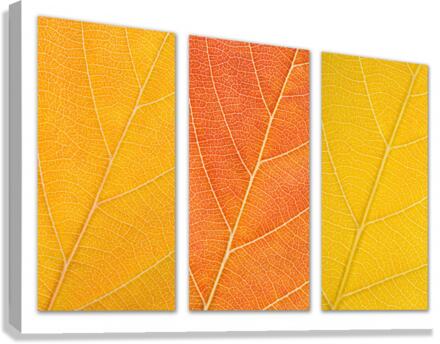 Autumn Leaves Canvas Print