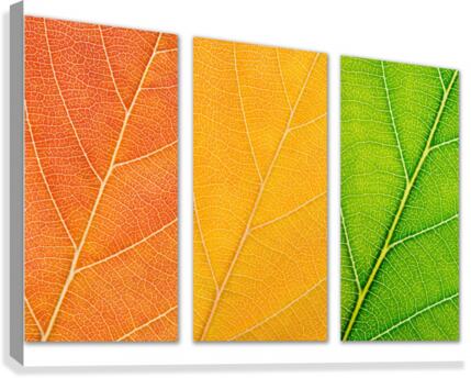 Autumn Leaves Canvas Print