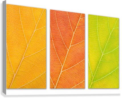 Autumn Leaves Canvas Print