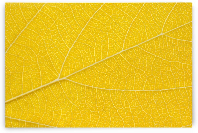 Autumn Leaf by Philippe Monthoux