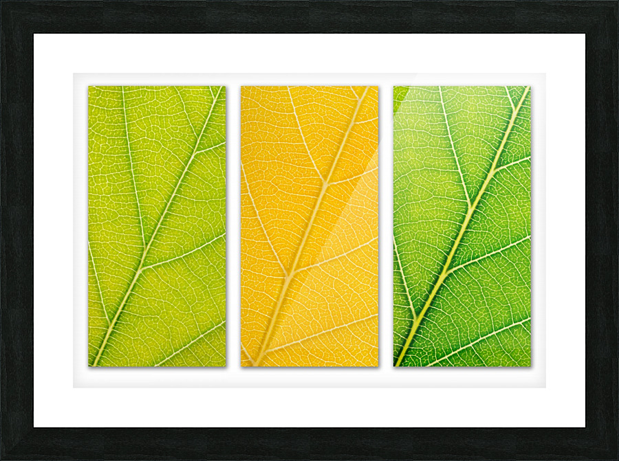 Autumn Leaves Picture Frame print