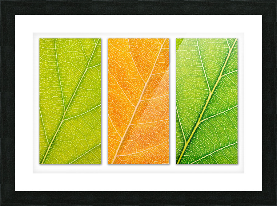 Autumn Leaves Picture Frame print