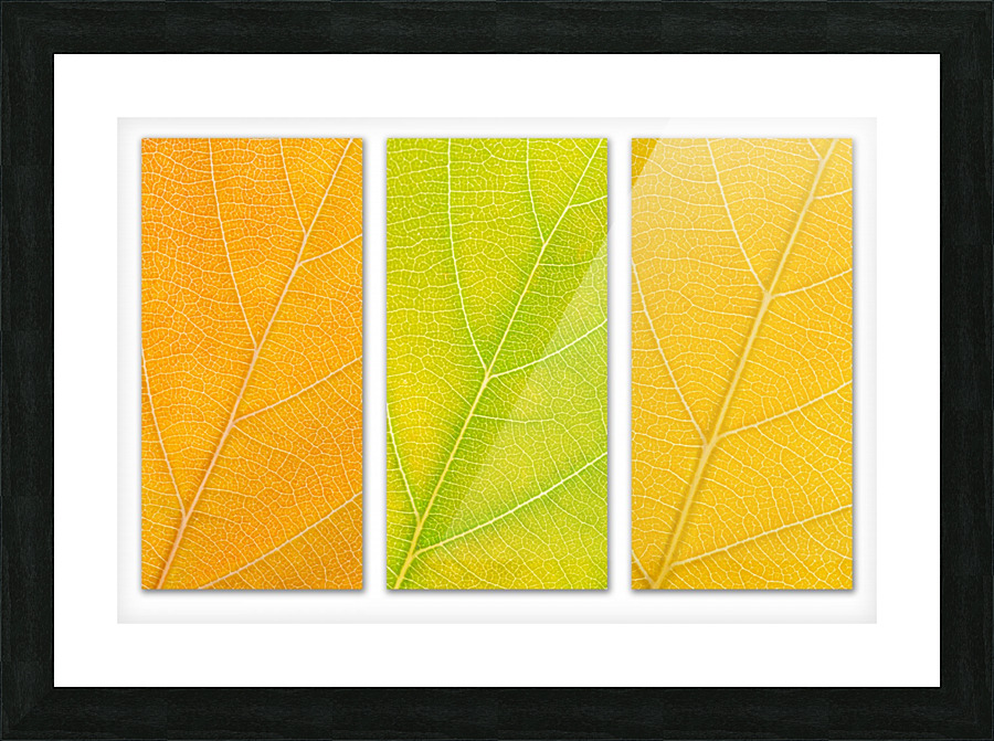 Autumn Leaves Picture Frame print