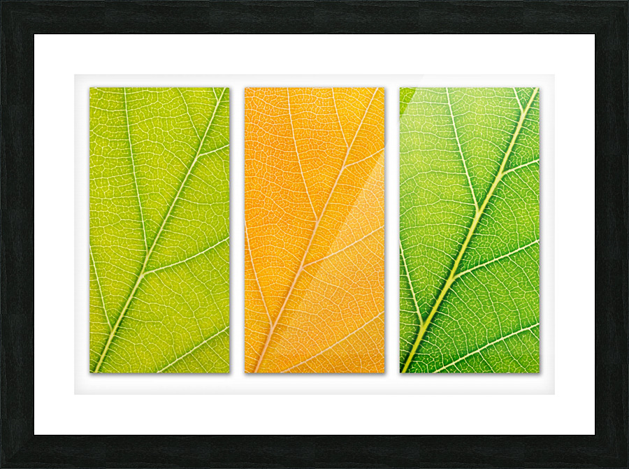 Autumn Leaves Picture Frame print