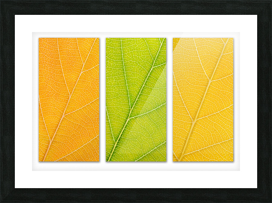 Autumn Leaves Picture Frame print