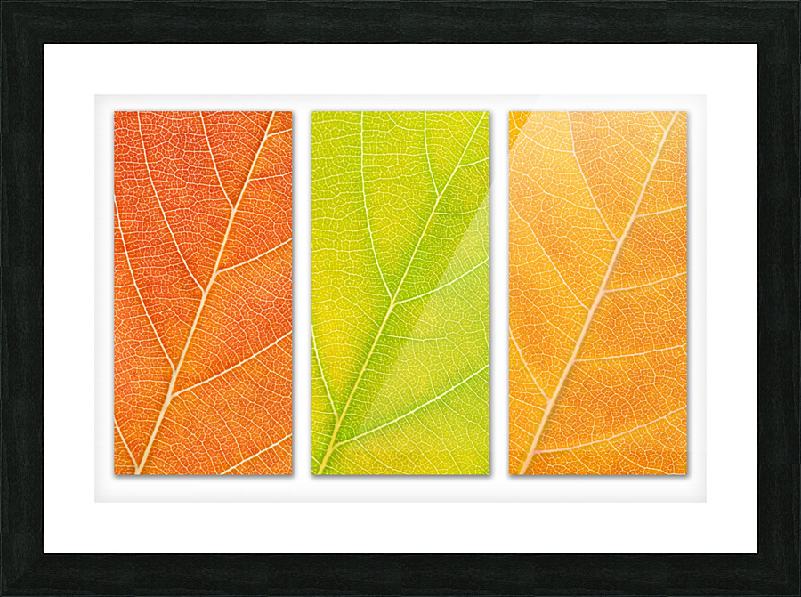 Autumn Leaves Picture Frame print