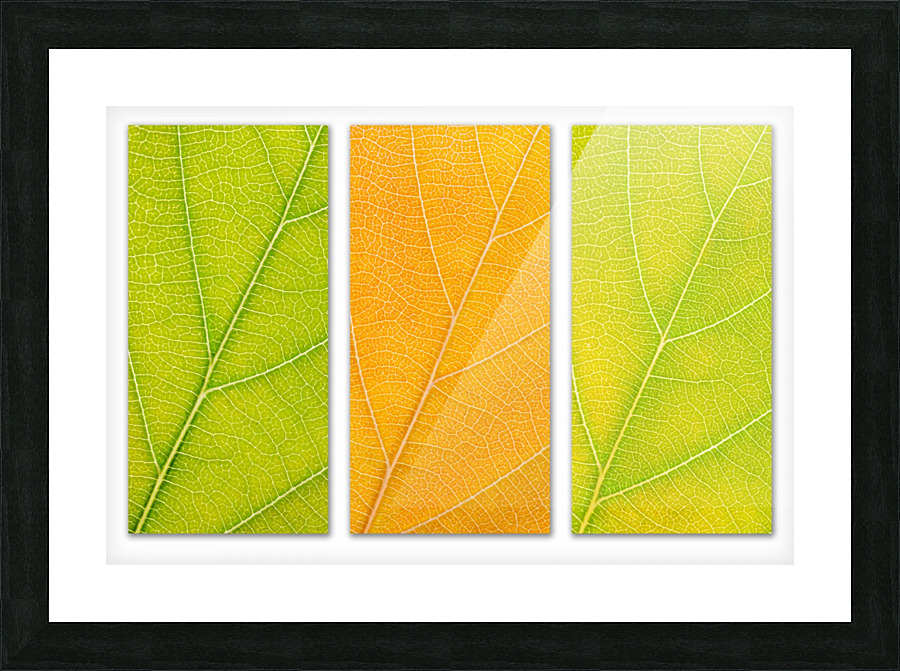 Autumn Leaves Picture Frame print