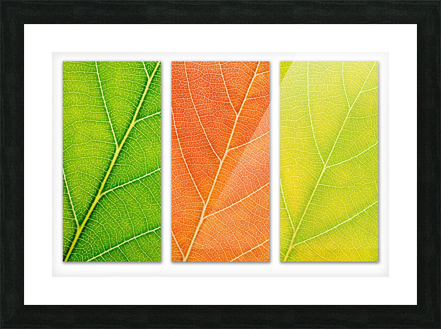Autumn Leaves Picture Frame print