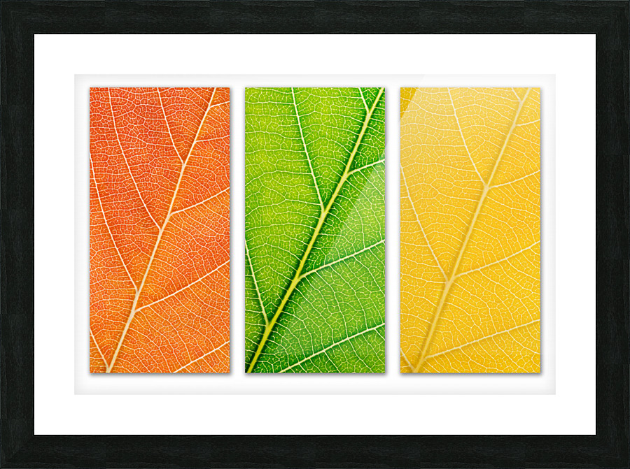 Autumn Leaves Picture Frame print