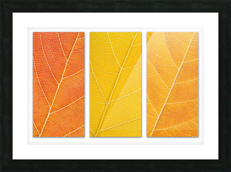 Autumn Leaves Picture Frame print