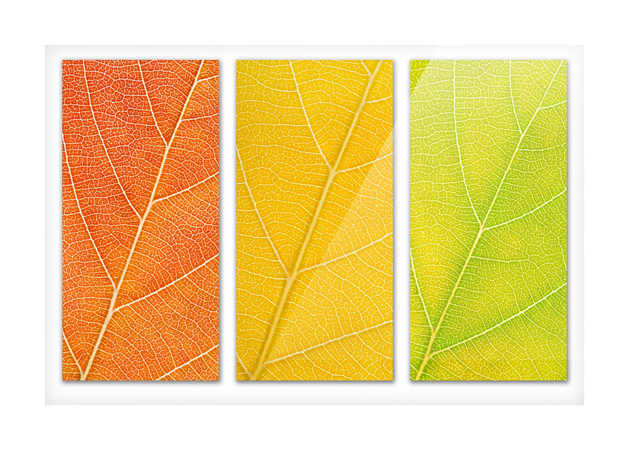 Autumn Leaves Picture Frame print