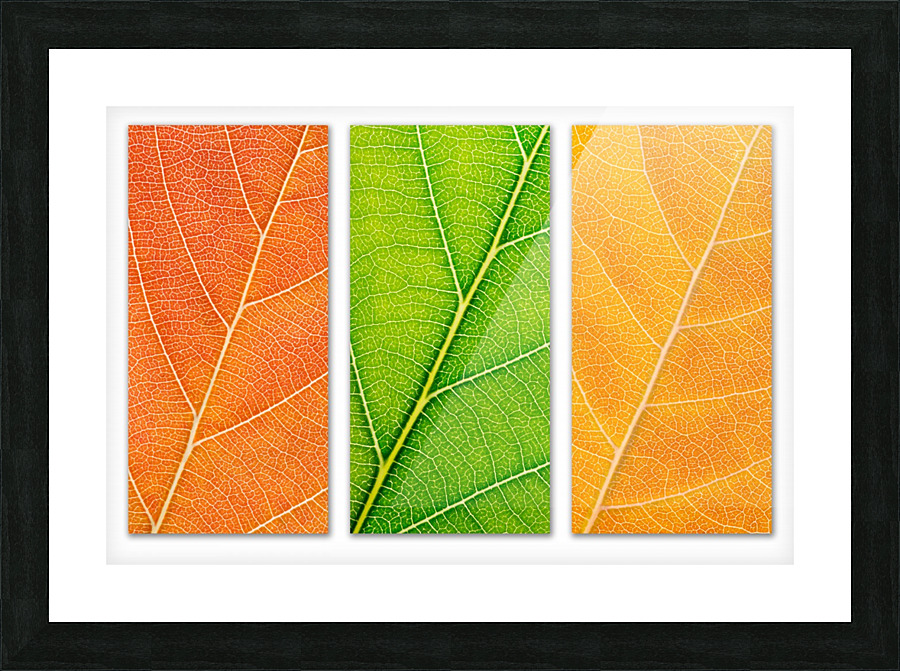 Autumn Leaves Picture Frame print