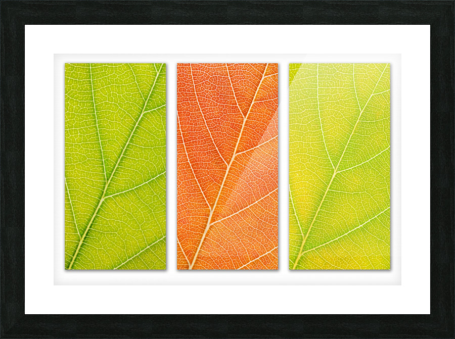 Autumn Leaves Picture Frame print
