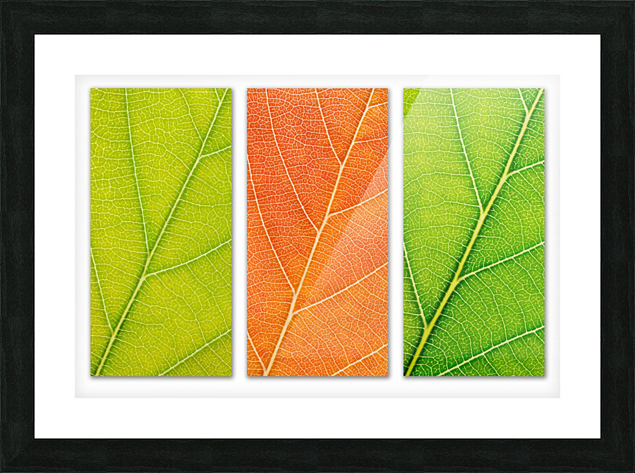 Autumn Leaves Picture Frame print