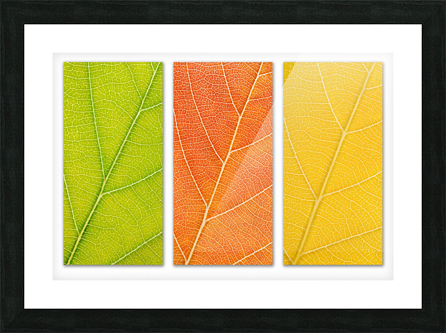 Autumn Leaves Picture Frame print