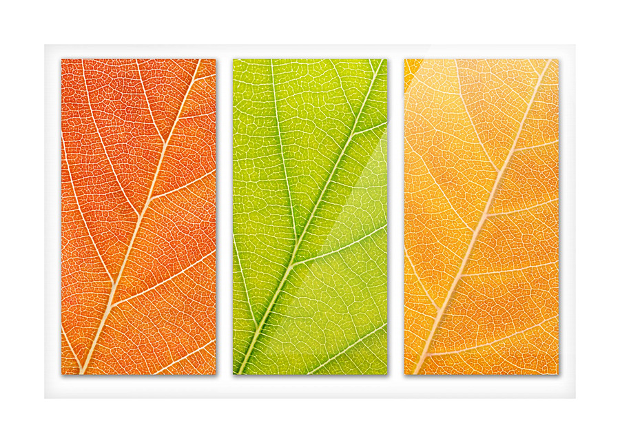 Autumn Leaves Picture Frame print