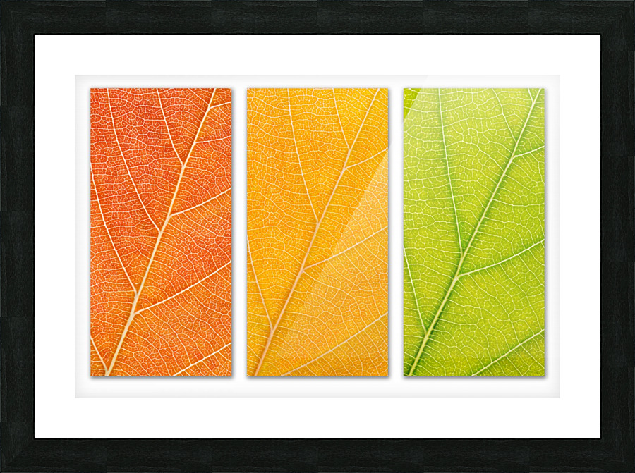 Autumn Leaves Picture Frame print