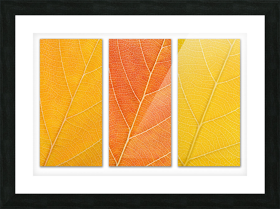Autumn Leaves Picture Frame print