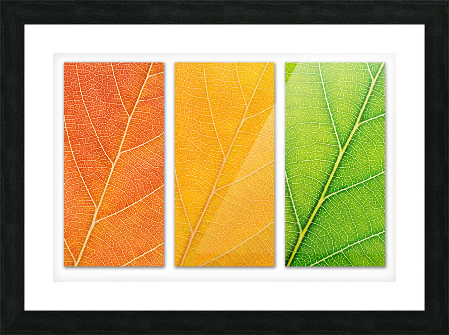 Autumn Leaves Picture Frame print