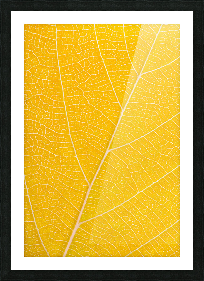 Autumn Leaf Picture Frame print
