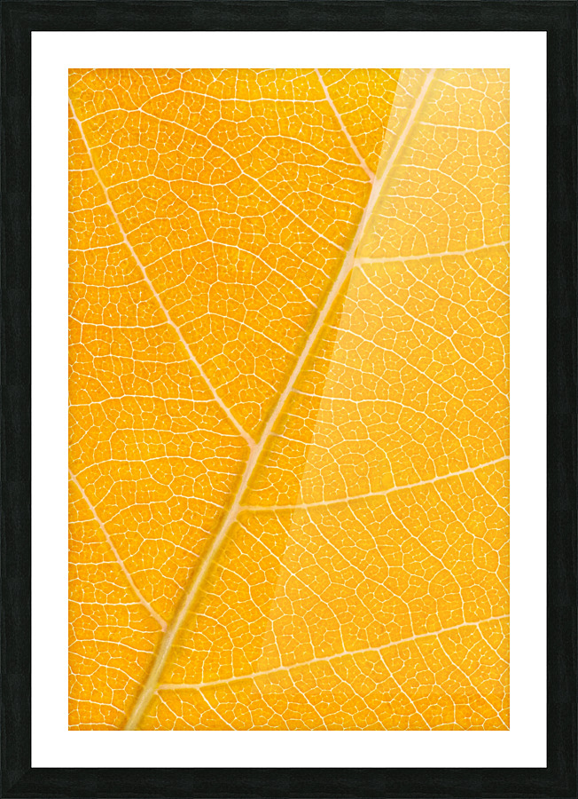 Autumn Leaf Picture Frame print