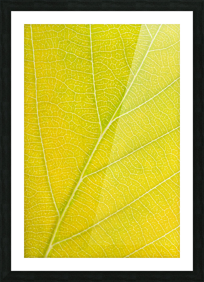 Autumn Leaf Picture Frame print