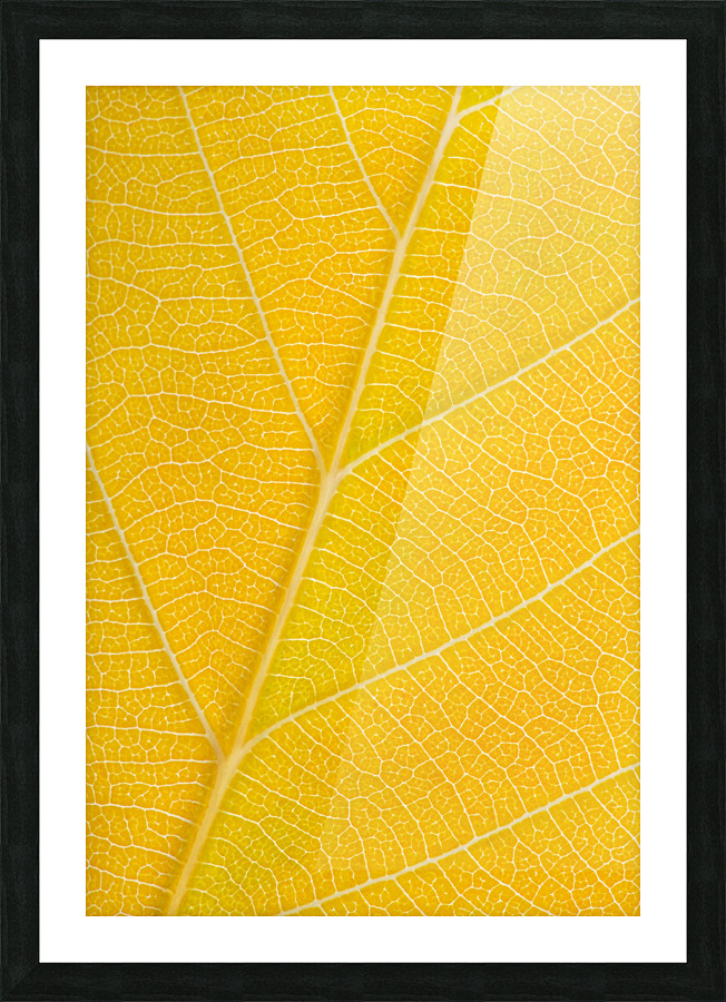 Autumn Leaf Picture Frame print