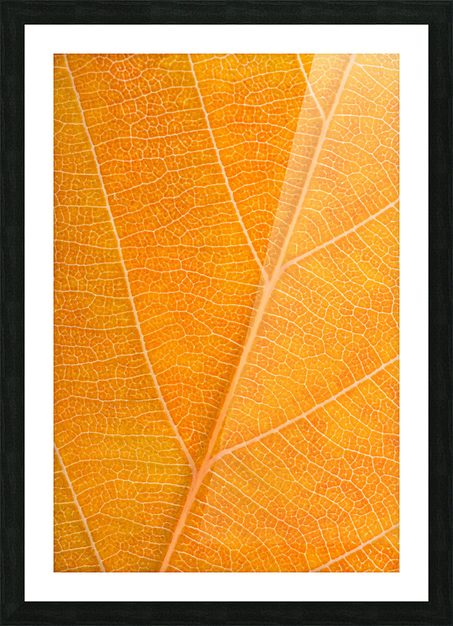 Autumn Leaf Picture Frame print
