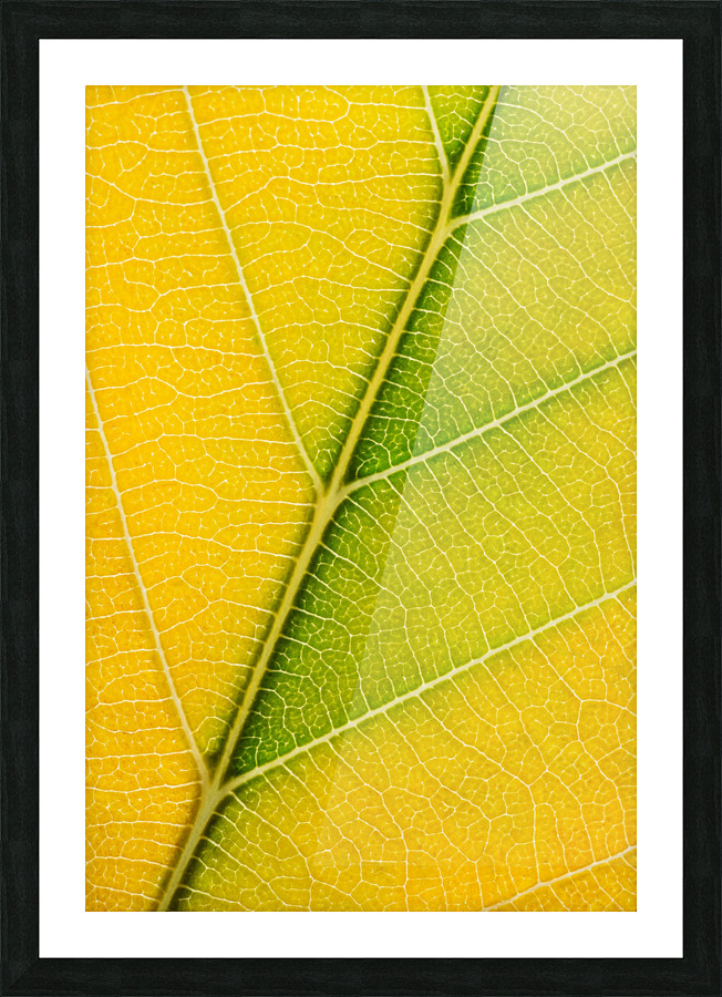 Autumn Leaf Picture Frame print