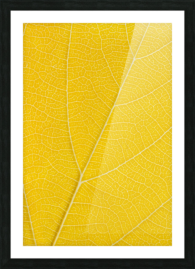 Autumn Leaf Picture Frame print