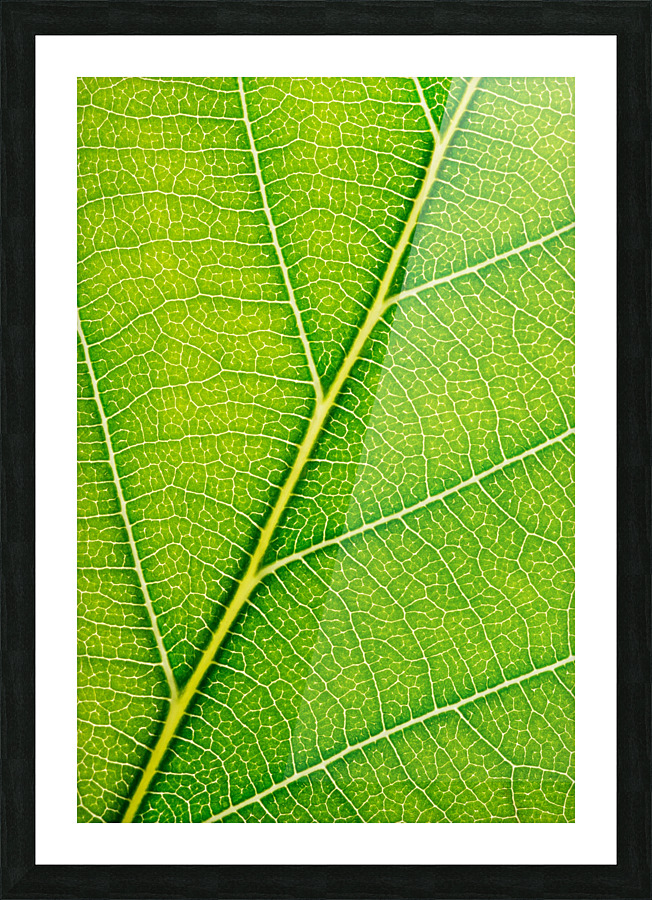Autumn Leaf Picture Frame print