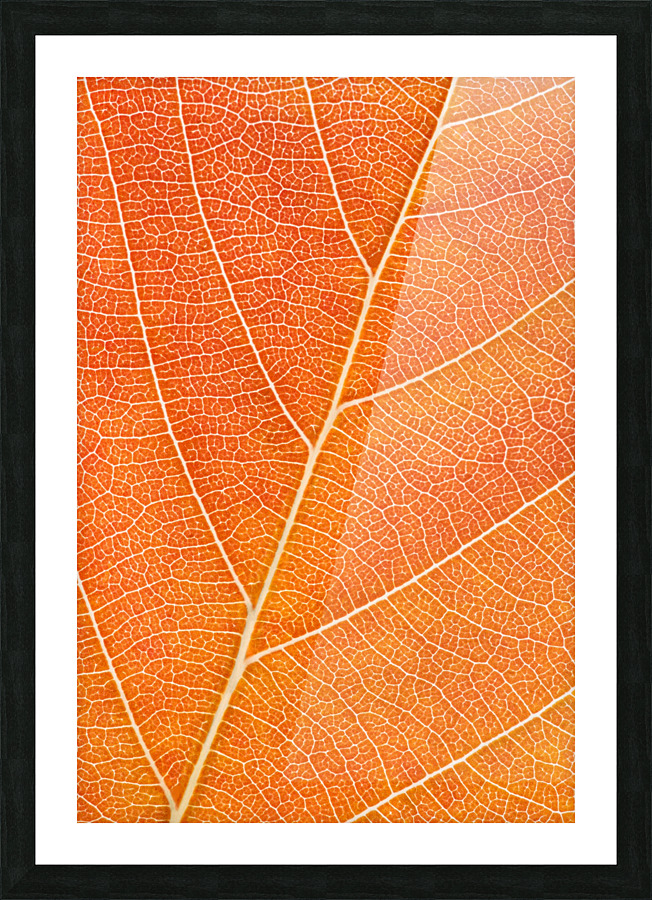 Autumn Leaf Picture Frame print