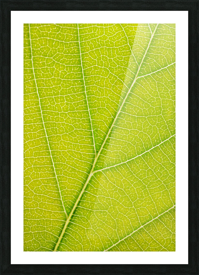 Autumn Leaf Picture Frame print