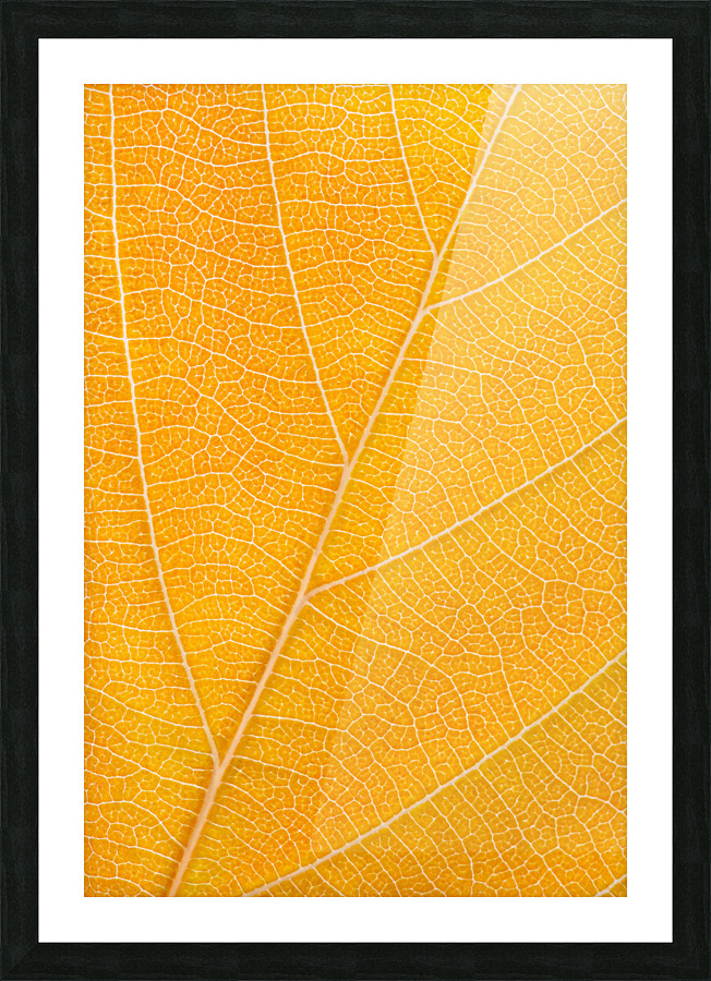 Autumn Leaf Picture Frame print