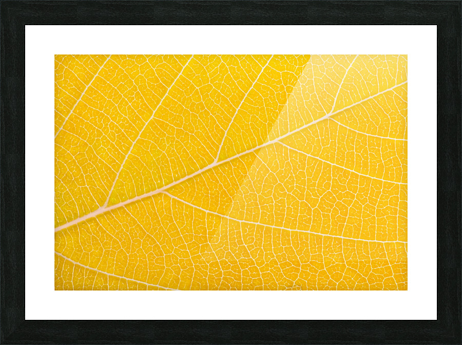 Autumn Leaf Picture Frame print