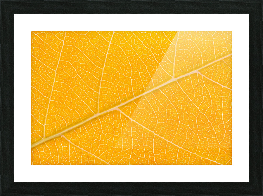 Autumn Leaf Picture Frame print