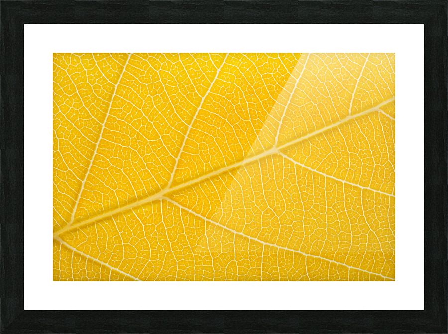 Autumn Leaf Picture Frame print