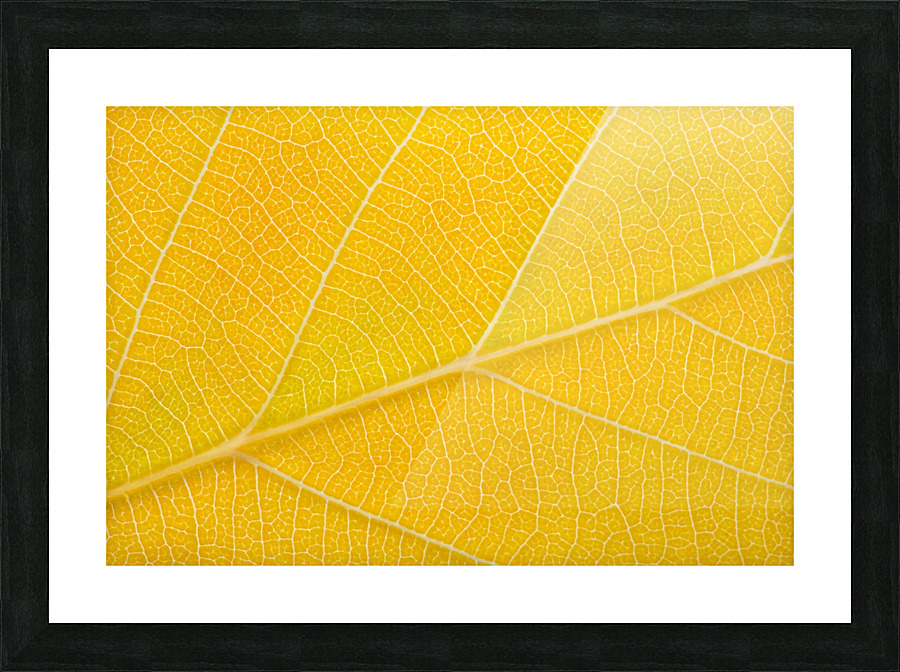 Autumn Leaf Picture Frame print