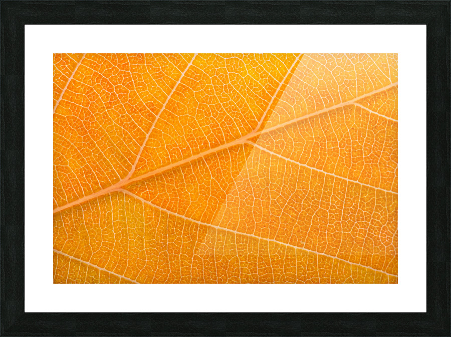 Autumn Leaf Picture Frame print