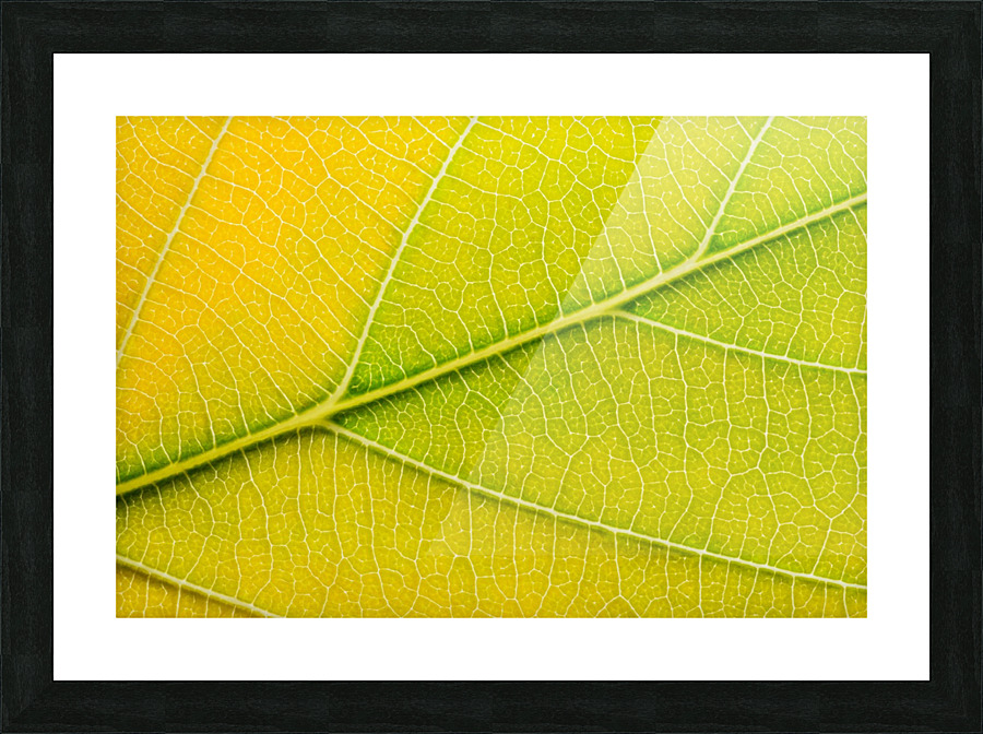Autumn Leaf Picture Frame print