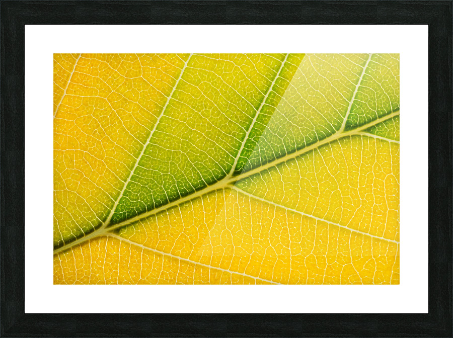Autumn Leaf Picture Frame print