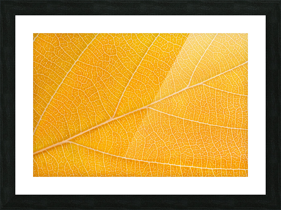 Autumn Leaf Picture Frame print