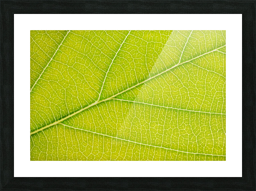 Autumn Leaf Picture Frame print