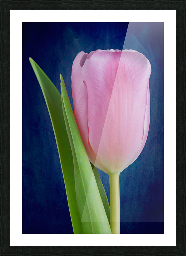 Tulip Picture Frame print
