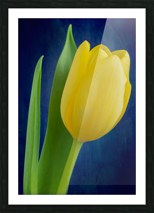 Tulip Picture Frame print