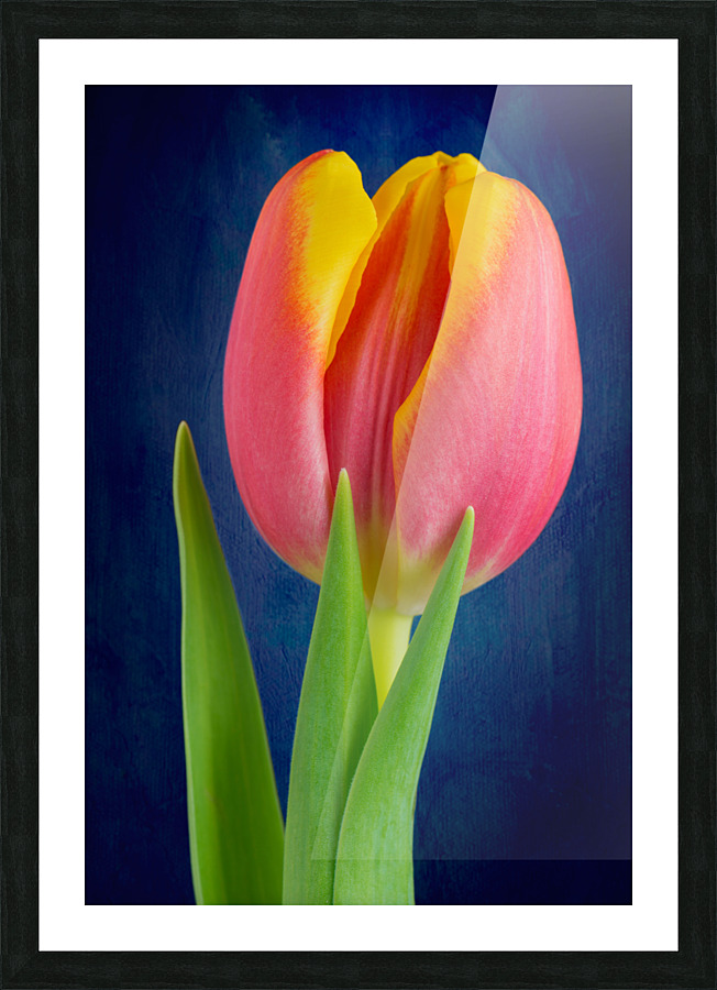 Tulip Picture Frame print