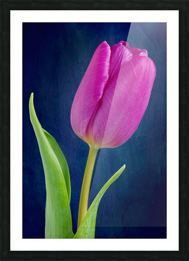 Tulip Picture Frame print