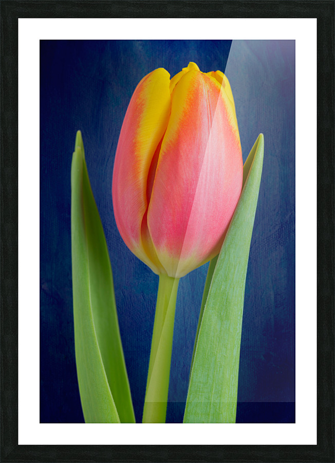 Tulip Picture Frame print
